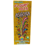 Flower Pots Ashokaஅசோகா மலர் தொட்டிகள்